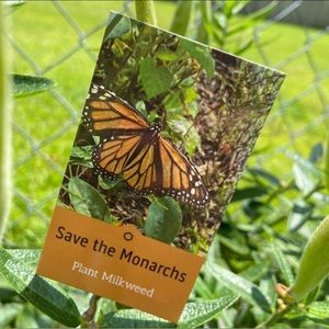 Monarch Milkweed Seeds 🥚 🐛 🦋